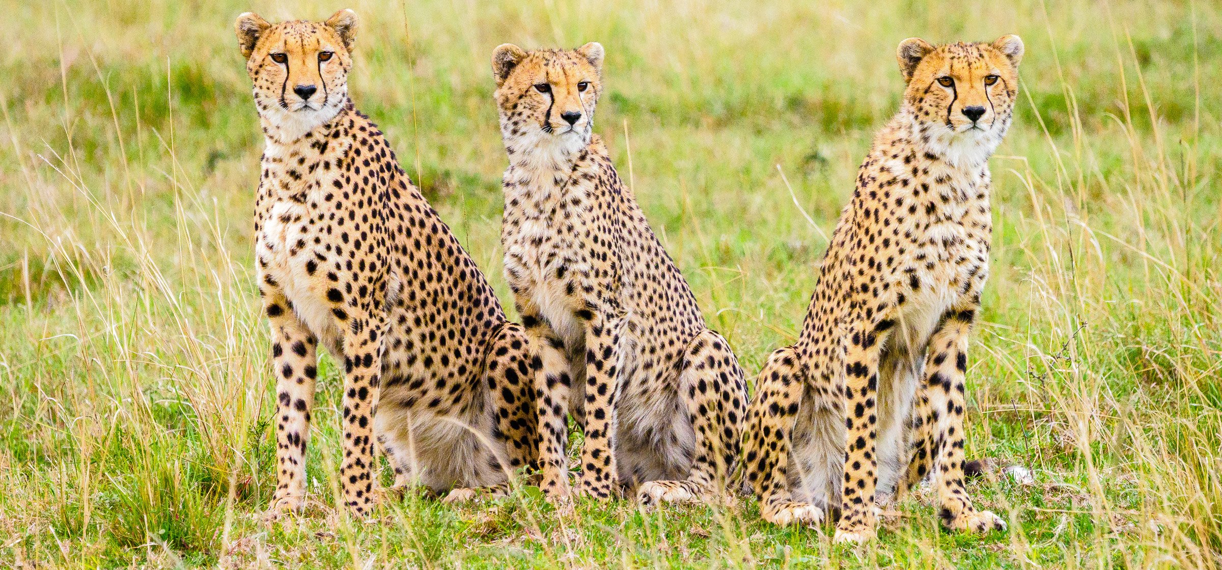 Garissa Woman Rescues, Raises Cheetah Cub Before Handing It Over to KWS